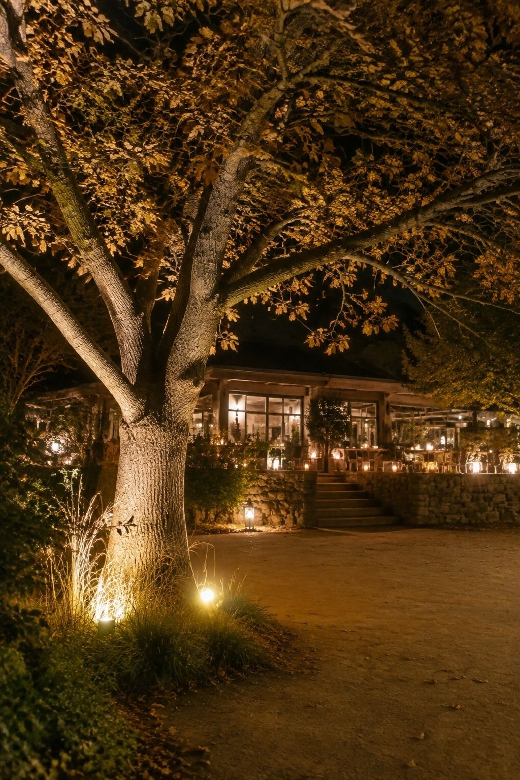 Wide vertical view of a natural oak trunk and autumn branches softly lit by two warm ground uplights creating an intimate wedding portrait location near a distant reception terrace