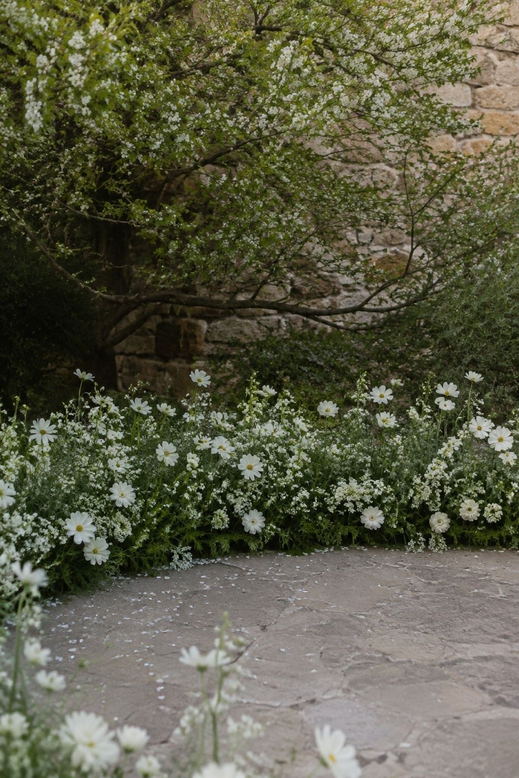 Low wide view of a curved knee-high floral ground meadow of white cosmos, ranunculus and fresh foliage at base of a flowering tree, broad open central standing space, no arch